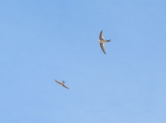 Aeronautes andecolus
