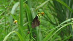 Euploea mulciber barsine