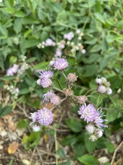 Cyrtocymura scorpioides