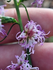 Liatris spicata