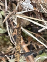 Operophtera bruceata