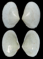 Tellinidae