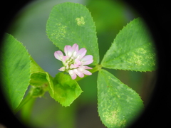 Trifolium resupinatum