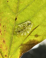 Phyllonorycter platani