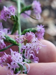 Liatris spicata