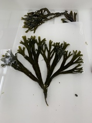 Fucus distichus