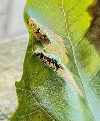 Phyllonorycter platani