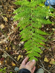 Athyrium angustum
