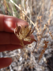 Collomia linearis