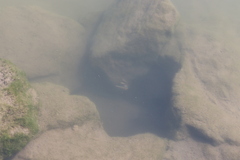 Faxonius virilis