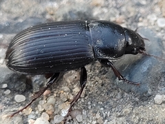 Zabrus tenebrioides