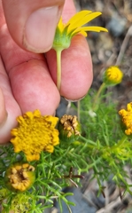 Euryops abrotanifolius