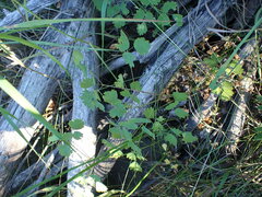 Thalictrum occidentale