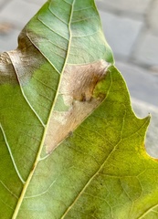 Phyllonorycter platani