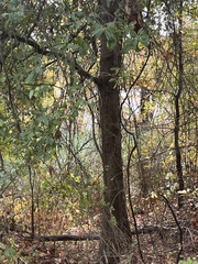 Quercus laurifolia