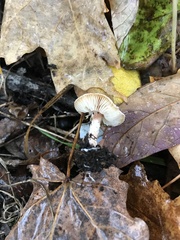 Lepiota cristata