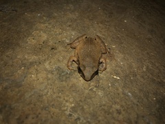 Eleutherodactylus johnstonei