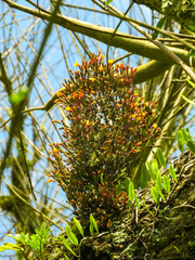 Hatiora salicornoides