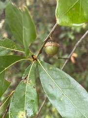 Quercus laurifolia