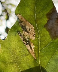 Phyllonorycter platani