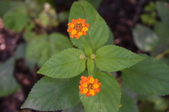 Lantana horrida