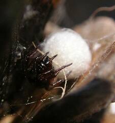 Enoplognatha thoracica