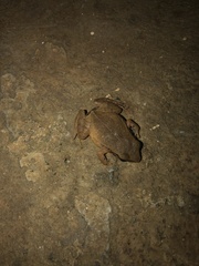 Eleutherodactylus johnstonei