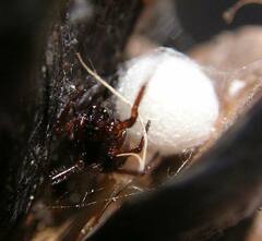 Enoplognatha thoracica