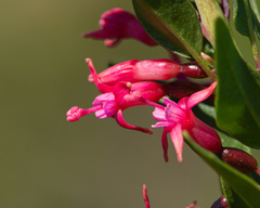Fuchsia lycioides