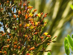 Hatiora salicornoides