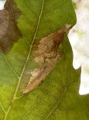 Phyllonorycter platani