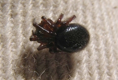 Enoplognatha thoracica