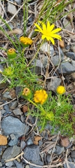 Euryops abrotanifolius