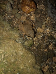 Eleutherodactylus johnstonei