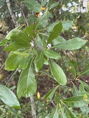 Quercus laurifolia