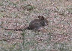 Arvicanthis niloticus