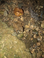 Eleutherodactylus johnstonei