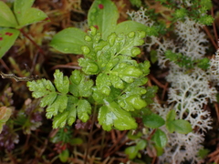 Coptis aspleniifolia