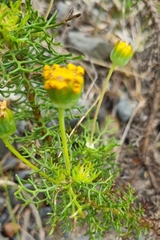 Euryops abrotanifolius