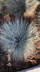 Aciphylla squarrosa