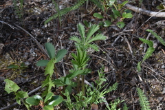 Potentilla gracilis fastigiata