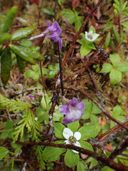 Pinguicula macroceras
