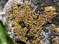 Candelariella aurella