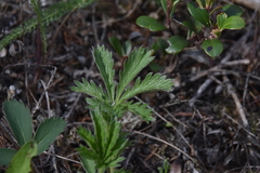 Potentilla gracilis fastigiata