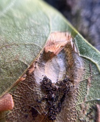 Phyllonorycter platani