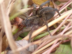 Tigrosa helluo