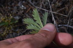 Potentilla gracilis fastigiata