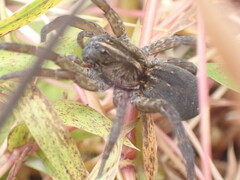 Tigrosa helluo