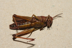 Omocestus viridulus