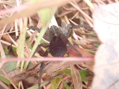 Tigrosa helluo